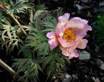 Paeonia lutea 'Coronal'2