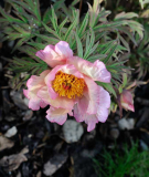 Paeonia lutea 'Coronal'3
