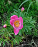 Paeonia 'Honour'