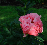 Paonia korallenrosa