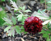 Paeonia lutea 'Vesuvian'