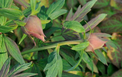 Knospen Paeonia lutea 'Black Pirate'