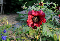 Paeonia lutea 'Black Pirate'2