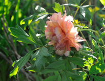 Paeonia lutea 'Souvenir du Professeur Maxime Cornu'