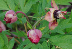 Knospen Paeonia 'Gauguin'