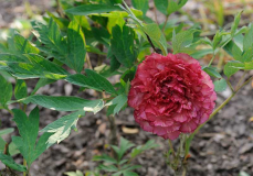 Paeonia lutea 'Satin Rouge'