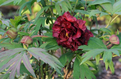 Paeonia lutea 'Vesuvian'2