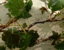 rot1 schnittstellee