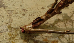 rot1 rindenschaden