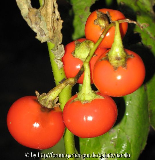 Solanum uporo
