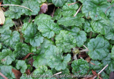 Mitella ovalis