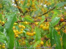 welcher_baum1.jpg