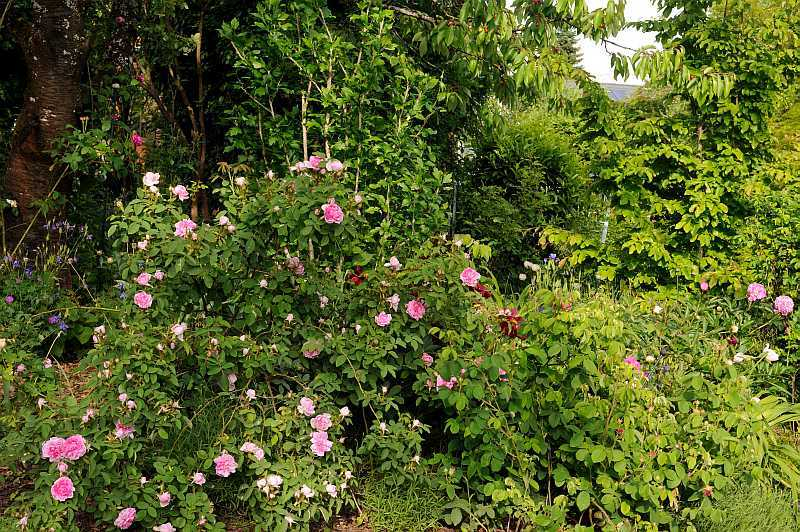 Rosendschungel
