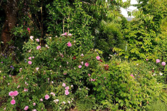 Rosendschungel
