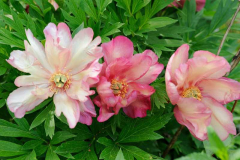 Paeonia Julia Rose