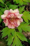 Paeonia lutea 'Ruffled Sunset'