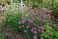 Schnittlauchblüte