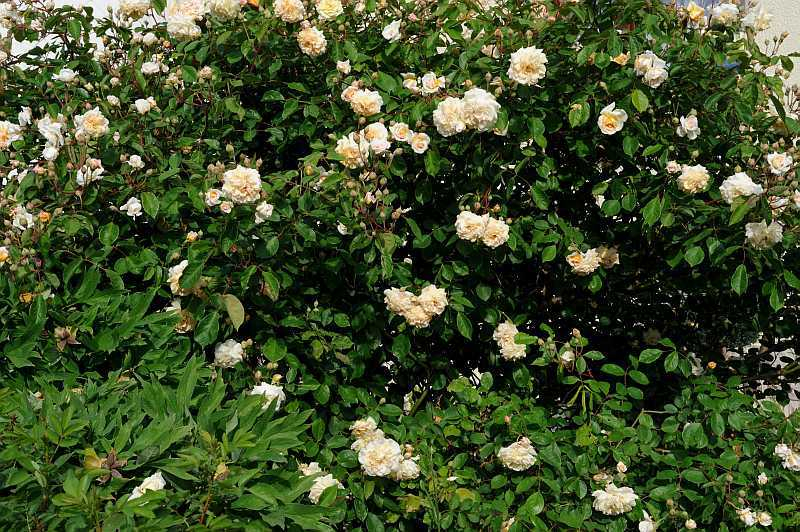 Rose 'Buff Beauty'