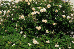 Rose 'Buff Beauty'