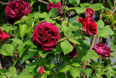 Rose 'Duke of Edinburgh' Vollblüte