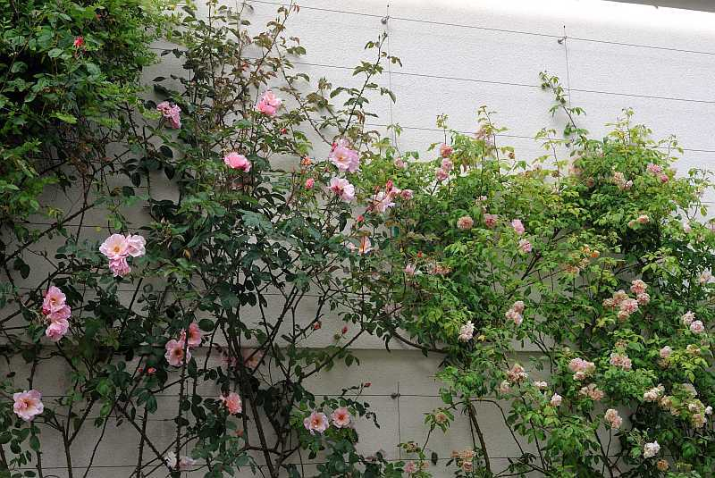 Rosenwand