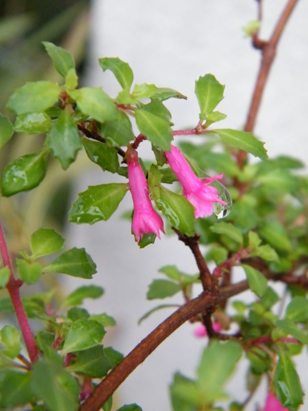 Fuchsia microphylla