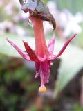 Fuchsie 'Walz Polka'