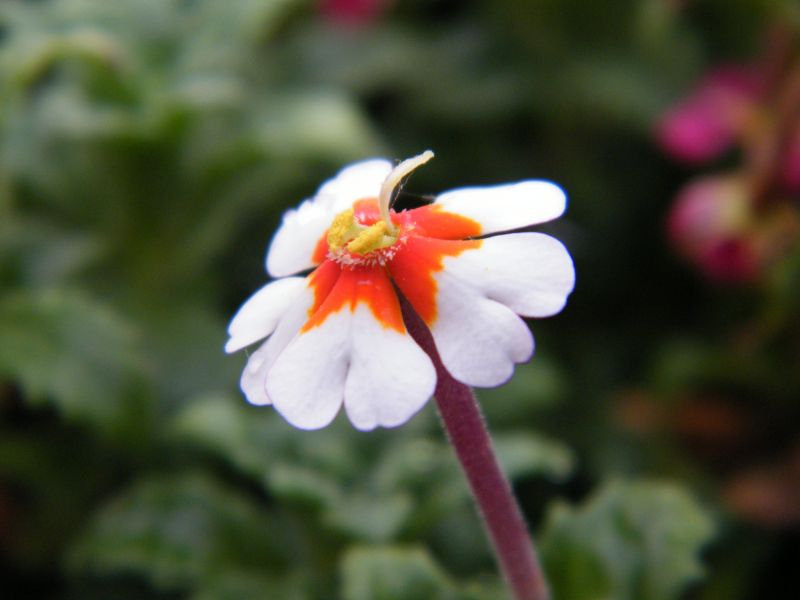 Sternbalsam (Zaluzianskya ovata) 'Orange Eye'