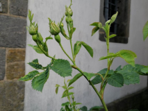 Knospen