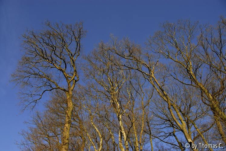 Milder Januar 01