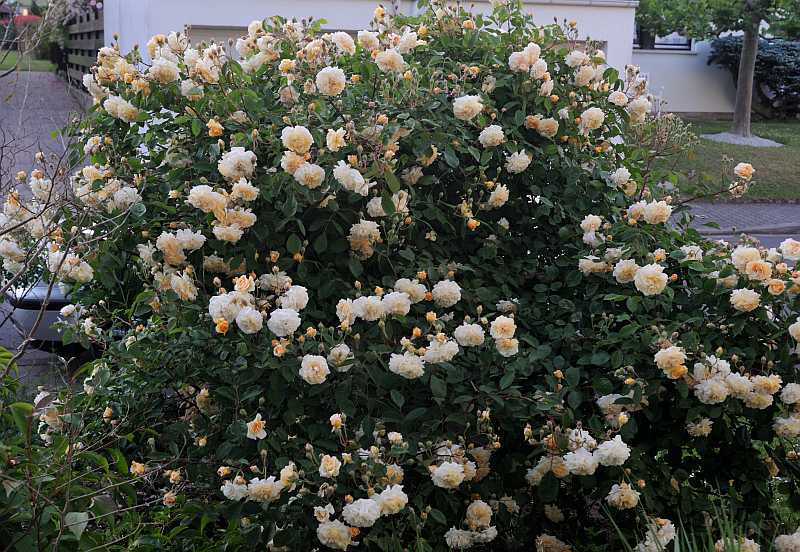 Rose 'Buff Beauty'