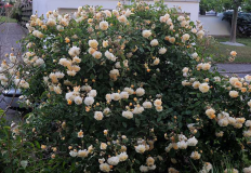 Rose 'Buff Beauty'
