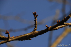 Milder Januar 02