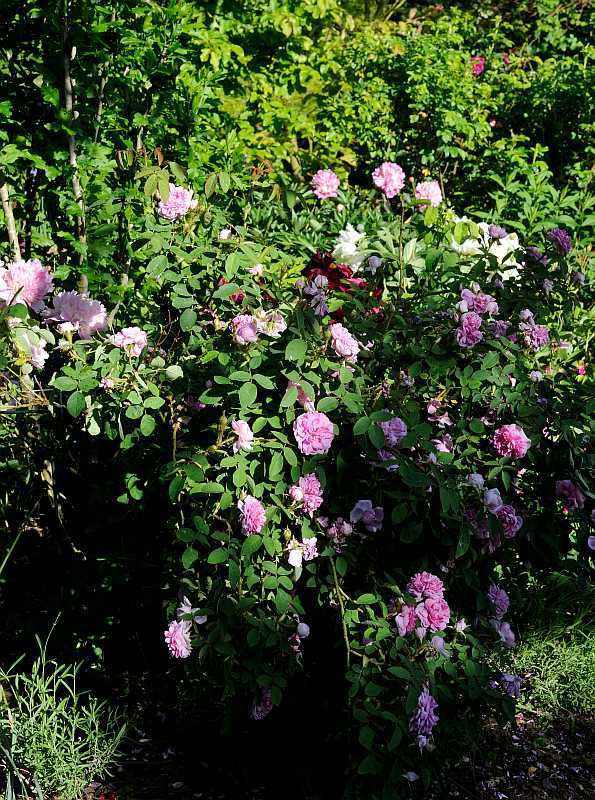 Rose 'Soupert et Notting' Habitus