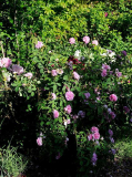 Rose 'Soupert et Notting' Habitus