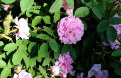 Rose 'Soupert et Notting' Blüte