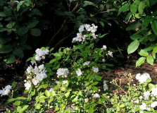 Rose 'Pâquerette'