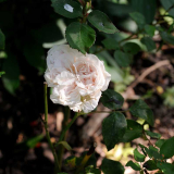 Rose 'Souvenir de la Malmaison'