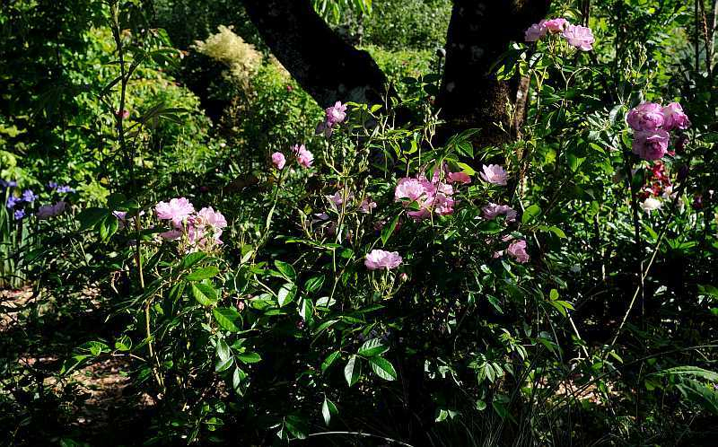 Rose 'Gaard um Titzebierg'