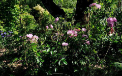 Rose 'Gaard um Titzebierg'