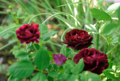 Rose Kirschbeet dunkelrot