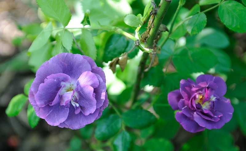 Rose mini violett