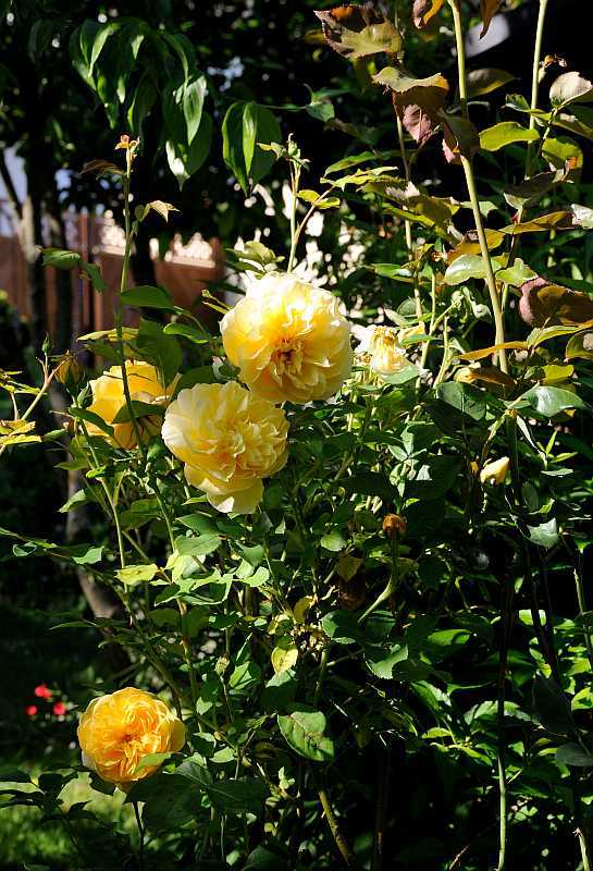 Rose 'Graham Thomas'