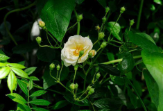 Rose 'Ghislaine de Féligonde'
