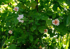 Rose Miniblüten Namen suchen2