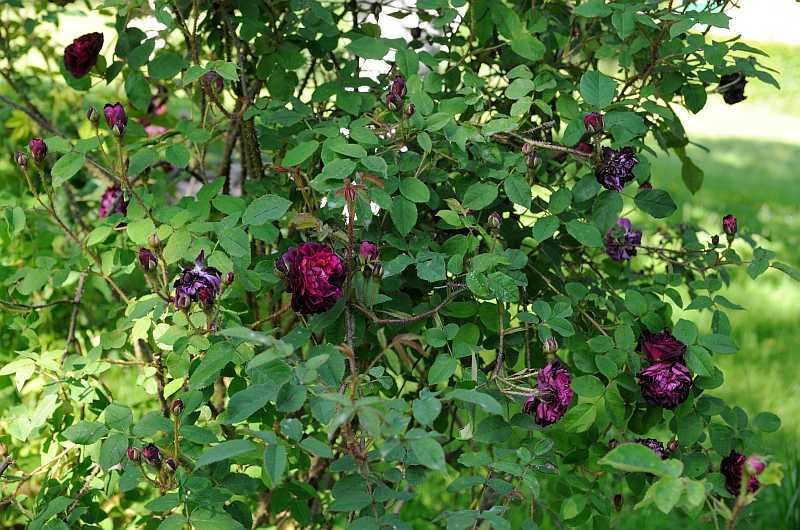 Rose 'Hommage à Laffay'