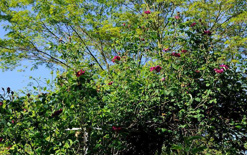 Rose 'La Belle Sultane' Habitus