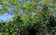 Rose 'La Belle Sultane' Habitus