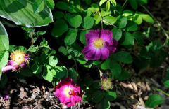 Rose 'La Belle Sultane' Blüte