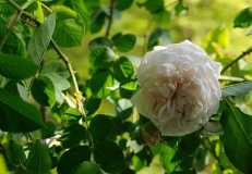 Rose historisch zartrosa Namen suchen1
